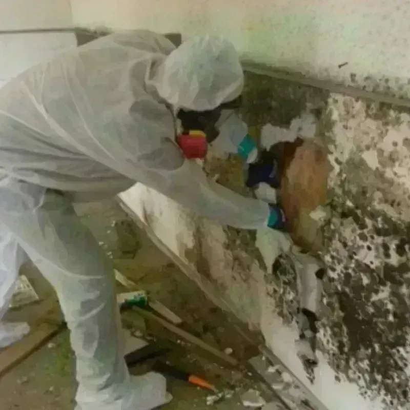 Mold Remediation and Removal in Surry County, NC